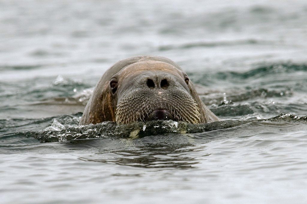 2507  Hvalros18.jpg - Walrus (Odobenus rosmarus) Hvalros, Spitsbergen Norway July 2008